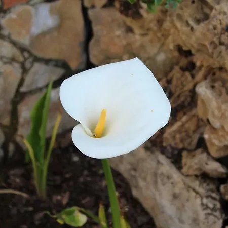 Oak Ferreira do Zêzere