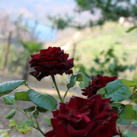 Oak * Ferreira do Zêzere